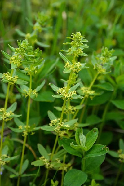 Die Wildpflanze Cruciata Glabra Wächst Frühling Wald — Stockfoto