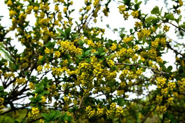 Bahçede Avrupa Böğürtlen (Berberis vulgaris). Sarı çiçekler ve tomurcuklar, çiçek açan Avrupai Böğürtlen, Berberis Vulgaris.