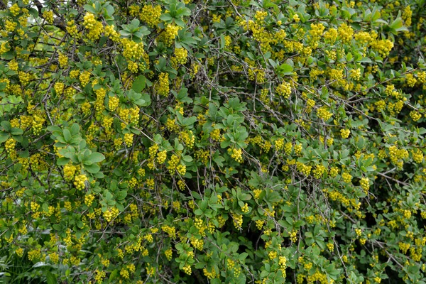 European Barberry Berberis Vulgaris Garden Yellow Flowers Buds Cluster Blooming — стокове фото