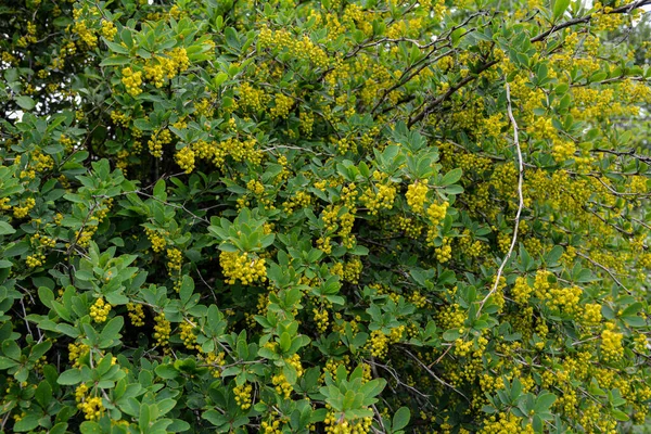 Berberitze Berberis Vulgaris Garten Gelbe Blüten Und Knospen Auf Blühender — Stockfoto