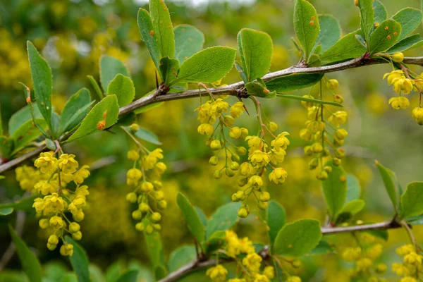 Berberitze Berberis Vulgaris Garten Gelbe Blüten Und Knospen Auf Blühender — Stockfoto