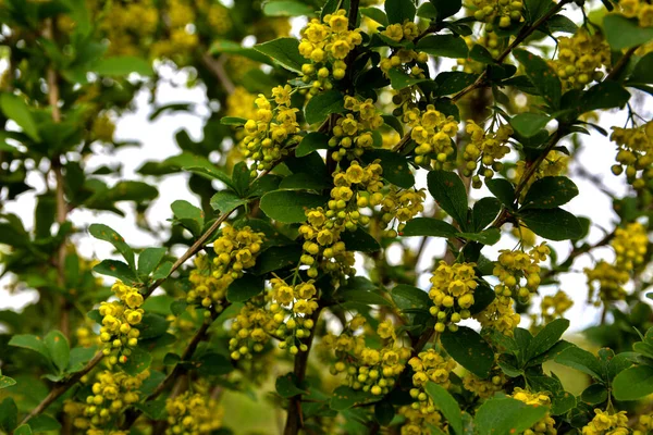 庭のヨーロッパのバーバリー ベルベリス バルガリス 開花中の黄色の花と芽のクラスター一般的またはヨーロッパのバーバリー ベルベリス バルガリス — ストック写真