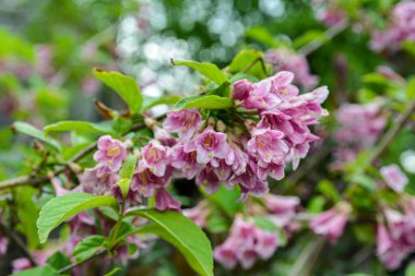 Pembe Weigela Florida çiçekleri (Caprifoliaceae) parkın içinde. Mayıs ortasında Weigela Florida 'nın pembe çiçekleri..