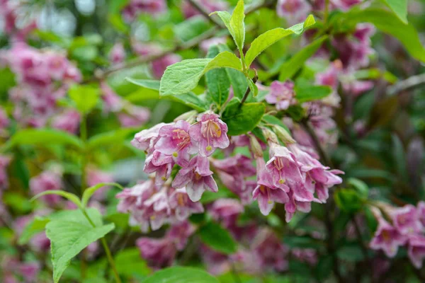 stock image pink Weigela florida flowers (Caprifoliaceae) in the park.Abundant pink flowers of Weigela florida in mid May.