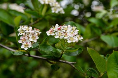 Baharda Aronia melanocarpa beyaz çiçekleri. Bahçe dalında böğürtlen çiçeği ve yeşil yapraklar. Aronia melanocarpa 'nın beyaz çiçekleri. Yağmur damlalarından sırılsıklam oldum. güzel bahar arkaplanı