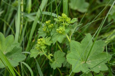 Alchemilla vulgaris, bayanın mantosu, bitkisel bitki. Yeşil arka plan. Dalgalı kenarları çiy taneleriyle kaplı yapraklar. Sarı-yeşil çiçekler cilt bakımı şemsiyelerinde toplanır.