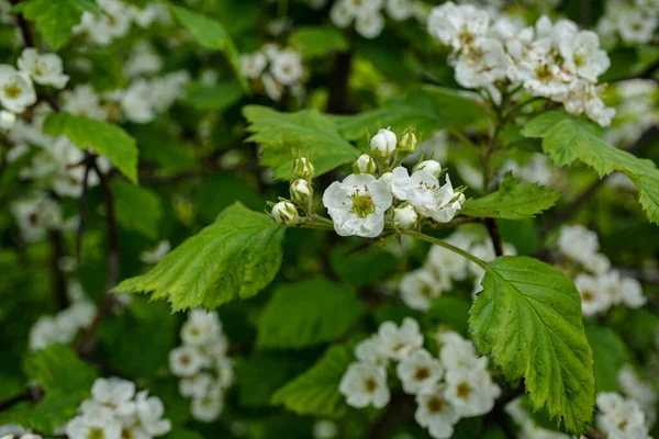 White hawthorn flowers on the bush, hawthorn blossoms.Beautiful flowering hawthorn in spring in the garden, natural background for design.
