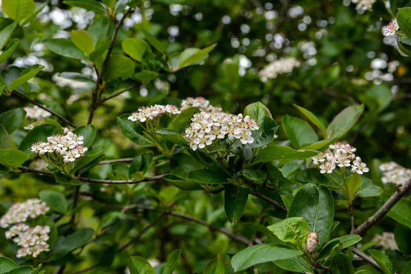 Aronia Melanocarpa Flores Brancas Primavera Floresce Chokeberry Preto Folhas Verdes — Fotografia de Stock
