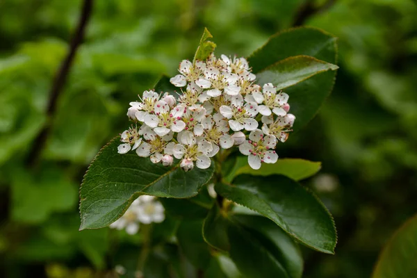 Aronia Melanocarpa Flores Brancas Primavera Floresce Chokeberry Preto Folhas Verdes — Fotografia de Stock
