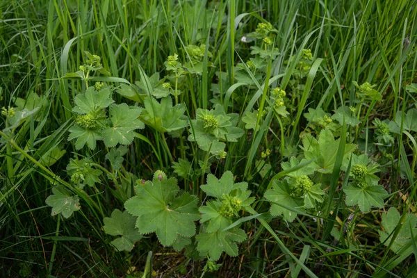 Alchemilla Vulgaris Lady Mantle Herbaceous Perennial Plant Green Background Leaves — Stock Photo, Image