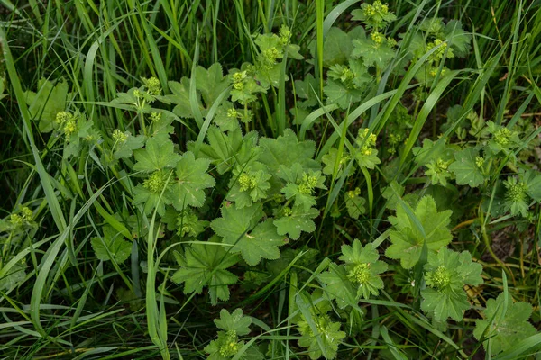 Alchemilla Vulgaris Lady Mantle Herbaceous Perennial Plant Green Background Leaves — Stock Photo, Image
