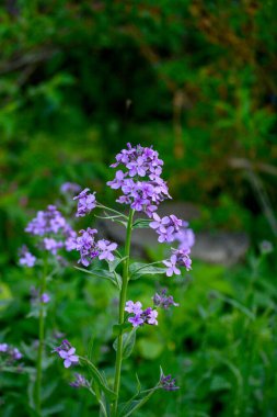 Dame 'ın roketi mor pembe çiçekler Hesperis matronalis yaz bahçesinde.