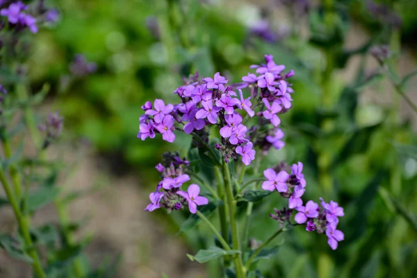 Dame Rocket Purple Pink Flowers Hesperis Matronalis Summer Garden — Stock Photo, Image