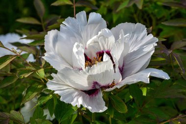 Beautiful Paeonia suffruticosa flower growing in the spring garden , close up view.