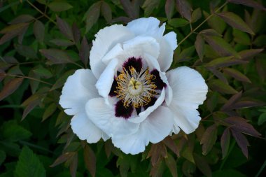 Beautiful Paeonia suffruticosa flower growing in the spring garden , close up view.