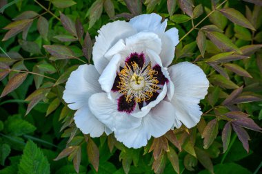 Beautiful Paeonia suffruticosa flower growing in the spring garden , close up view.