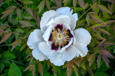 Beautiful Paeonia suffruticosa flower growing in the spring garden , close up view.