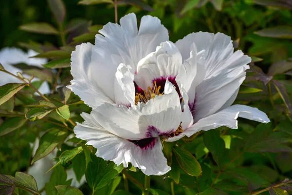 Beautiful Paeonia suffruticosa flower growing in the spring garden , close up view.