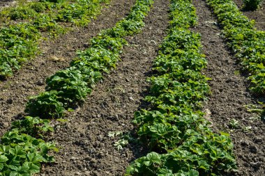 Çilek bitkileri tarlada, hepsi sıralanır. Toprağa ekilen çilekler güneş altında olgunlaşır. Tarım arazisi filizlenmeye yakın. Yatak sıralarında yetişen tarım bitkisi. Yeşil doğal besin mahsulü.