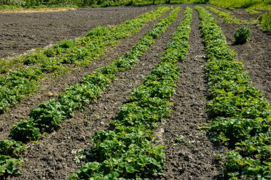 Çilek bitkileri tarlada, hepsi sıralanır. Toprağa ekilen çilekler güneş altında olgunlaşır. Tarım arazisi filizlenmeye yakın. Yatak sıralarında yetişen tarım bitkisi. Yeşil doğal besin mahsulü.
