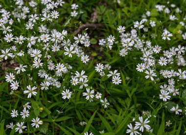 Bir yaz günü yabani beyaz çiçekler, daha büyük dikişotu ya da Stellaria holosteinin yakın bir fotoğrafı. Kanarya otu Stellaria holostea L bir çimenlikte açar.
