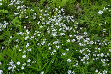 Bir yaz günü yabani beyaz çiçekler, daha büyük dikişotu ya da Stellaria holosteinin yakın bir fotoğrafı. Kanarya otu Stellaria holostea L bir çimenlikte açar.