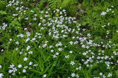 Bir yaz günü yabani beyaz çiçekler, daha büyük dikişotu ya da Stellaria holosteinin yakın bir fotoğrafı. Kanarya otu Stellaria holostea L bir çimenlikte açar.