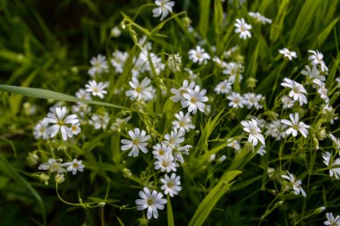 Bir yaz günü yabani beyaz çiçekler, daha büyük dikişotu ya da Stellaria holosteinin yakın bir fotoğrafı. Kanarya otu Stellaria holostea L bir çimenlikte açar.