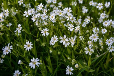 Bir yaz günü yabani beyaz çiçekler, daha büyük dikişotu ya da Stellaria holosteinin yakın bir fotoğrafı. Kanarya otu Stellaria holostea L bir çimenlikte açar.