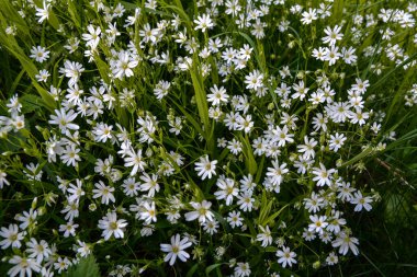 Bir yaz günü yabani beyaz çiçekler, daha büyük dikişotu ya da Stellaria holosteinin yakın bir fotoğrafı. Kanarya otu Stellaria holostea L bir çimenlikte açar.