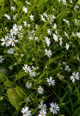 Bir yaz günü yabani beyaz çiçekler, daha büyük dikişotu ya da Stellaria holosteinin yakın bir fotoğrafı. Kanarya otu Stellaria holostea L bir çimenlikte açar.