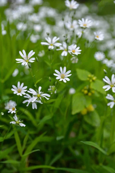 Wild White Flowers Summer Day Close Photo Greater Stitchwort Stellaria — Stock Photo, Image