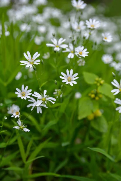 Άγρια Λευκά Λουλούδια Μια Καλοκαιρινή Μέρα Κλείστε Φωτογραφία Του Greater — Φωτογραφία Αρχείου