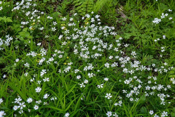Wilde Weiße Blüten Einem Sommertag Nahaufnahme Foto Des Großen Kreuzkrauts — Stockfoto