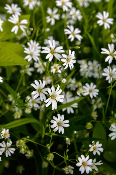 stock image Wild white flowers on a summer day, close up photo of the Greater stitchwort or Stellaria holostea.Canary grass Stellaria holostea L. blooms on a lawn