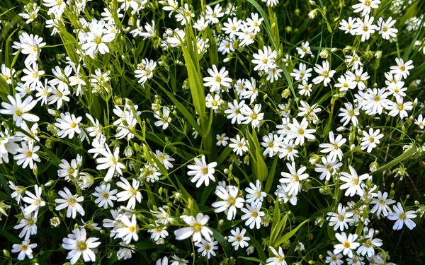 夏の日に野生の白い花を咲かせ グレーターステチヨモギやステラリア ホロステアの写真を閉じます カナリア草Stellaria Holostea 芝生の上で開花します — ストック写真