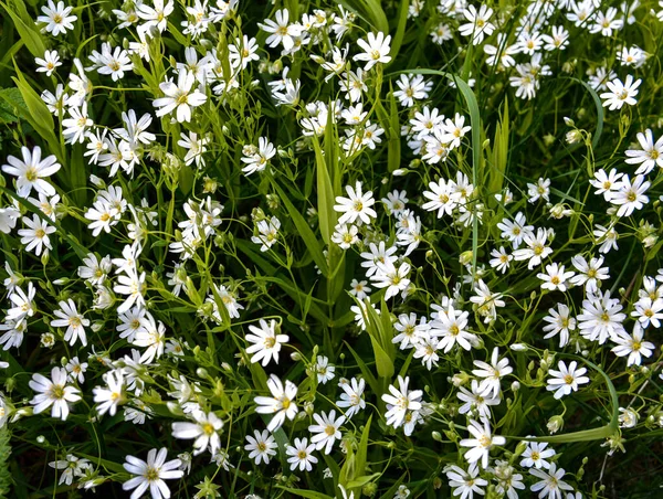 夏の日に野生の白い花を咲かせ グレーターステチヨモギやステラリア ホロステアの写真を閉じます カナリア草Stellaria Holostea 芝生の上で開花します — ストック写真