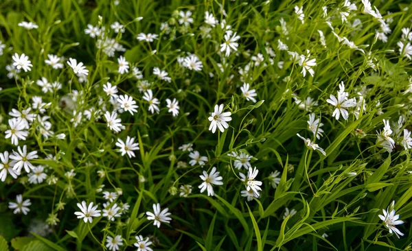 stock image Wild white flowers on a summer day, close up photo of the Greater stitchwort or Stellaria holostea.Canary grass Stellaria holostea L. blooms on a lawn