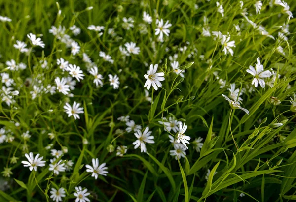 Wild White Flowers Summer Day Close Photo Greater Stitchwort Stellaria — Stock Photo, Image