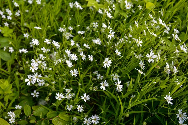Flori Albe Sălbatice Într Vară Închideți Fotografia Greater Stitchwort Sau — Fotografie, imagine de stoc