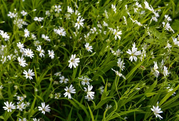 Flori Albe Sălbatice Într Vară Închideți Fotografia Greater Stitchwort Sau — Fotografie, imagine de stoc