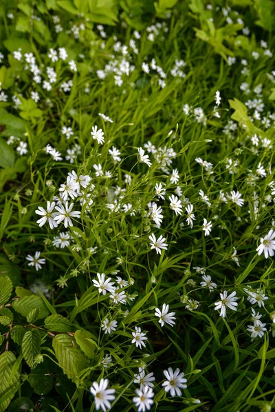 Bir yaz günü yabani beyaz çiçekler, daha büyük dikişotu ya da Stellaria holosteinin yakın bir fotoğrafı. Kanarya otu Stellaria holostea L bir çimenlikte açar.