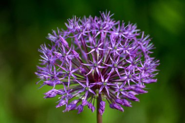 Latince soğan çiçeği süslemesi. Allium Hollandicum. Allium yaz başında çiçek açtı..