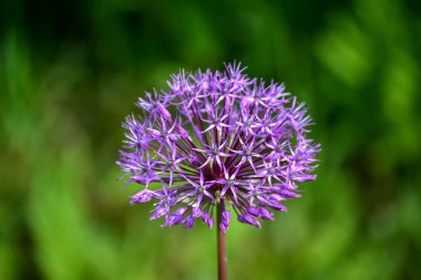 Latince soğan çiçeği süslemesi. Allium Hollandicum. Allium yaz başında çiçek açtı..