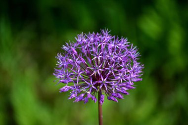 Latince soğan çiçeği süslemesi. Allium Hollandicum. Allium yaz başında çiçek açtı..