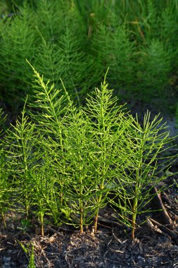 Yabani otlaklarda tıbbi bitki eşdeğeri gelişir. Yabani otların arasındaki çayırda at kuyruğu uzar (Equisetum).