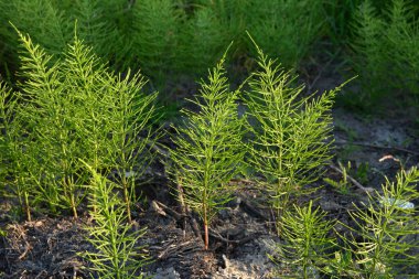 Yabani otlaklarda tıbbi bitki eşdeğeri gelişir. Yabani otların arasındaki çayırda at kuyruğu uzar (Equisetum).