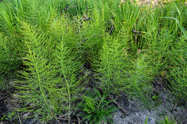 Heilpflanze Equisetum Arvense Auf Der Wildkräuterwiese Auf Der Wiese Zwischen — Stockfoto