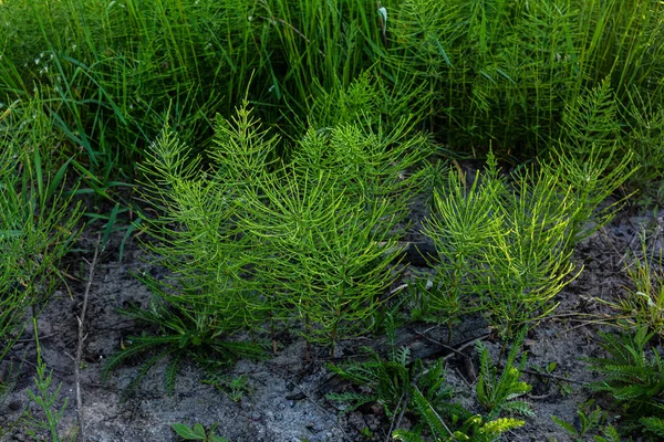 Roślina Lecznicza Equisetum Arvense Wild Herb Meadowin Laadow Wild Herbs — Zdjęcie stockowe