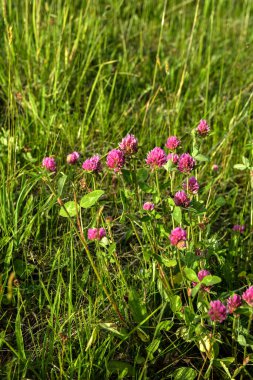 Trifolium pratense. Vahşi Kırmızı Yılan Çayırı. Çiçek açan koyu pembe çiçekler. Kapat. Trifolium pratense, kırmızı yonca, Wisconsin 'de yaygın bir kır çiçeği, Wisconsin yolunda çiçek açıyor.